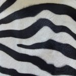Safari White Zebra